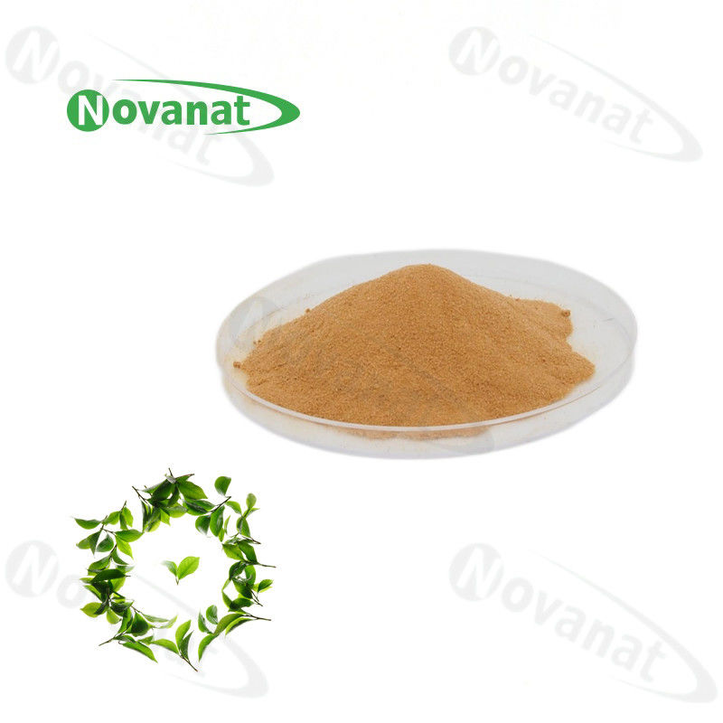 100% Natural Extract Green Tea L-Theanine 20% / 30% / 40% Natural L-Theanine